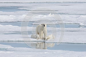 Wild polar bear mother and cub on the pack ice