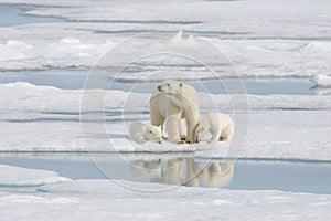 Wild polar bear mother and cub on the pack ice
