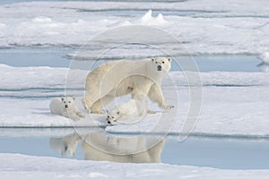 Wild polar bear mother and cub on the pack ice