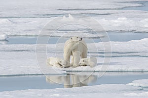 Wild polar bear mother and cub on the pack ice