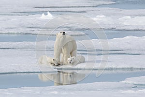 Wild polar bear mother and cub on the pack ice