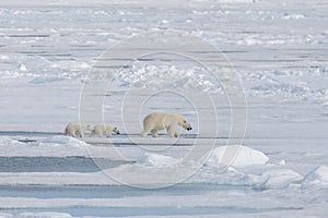 Wild polar bear  mother and cub on the pack ice