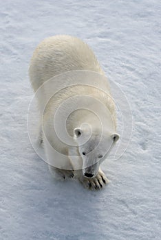 Wild polar bear on pack ice in Arctic