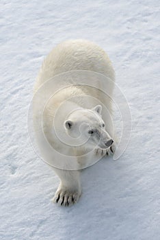 Wild polar bear on pack ice in Arctic