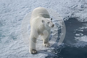 Wild polar bear on pack ice in Arctic