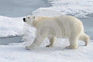 Wild polar bear on pack ice in Arctic