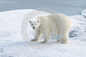 Wild polar bear on pack ice in Arctic