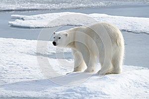 Wild polar bear on pack ice in Arctic