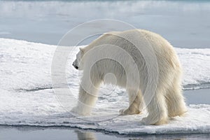 Wild polar bear on pack ice in Arctic