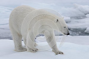 Divoký polárny medveď na zabaliť v arktický more 