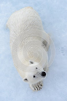 Wild polar bear on pack ice in Arctic sea view from top, aerial