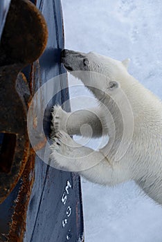 Wild polar bear try to climb to expedition ship in Arctic