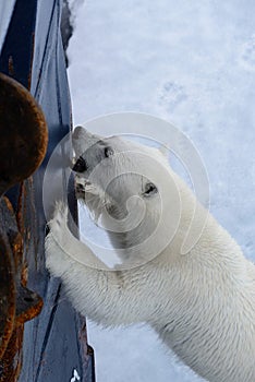 Wild polar bear try to climb to expedition ship in Arctic