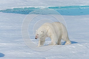 Wild polar bear Ursus maritimus going on the pack ice north of Spitsbergen Island