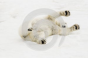 Wild Polar Bear Ursus maritimus on Ice & Snow off of Spitsbergen