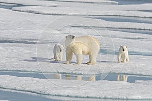 Wild polar bear Ursus maritimus mother and cub on the pack ice