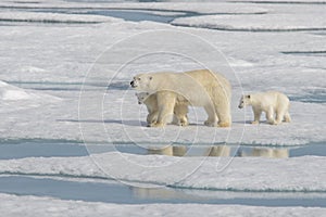 Wild polar bear Ursus maritimus mother and cub on the pack ice