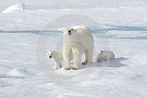 Wild polar bear Ursus maritimus mother and cub on the pack ice