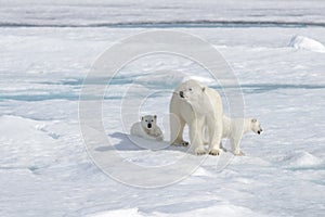 Wild polar bear Ursus maritimus mother and cub on the pack ice