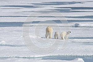 Wild polar bear Ursus maritimus mother and cub on the pack ice