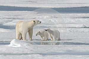 Wild polar bear Ursus maritimus mother and cub on the pack ice