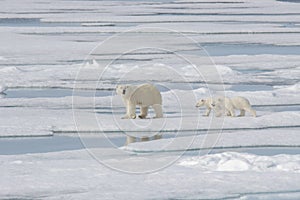 Wild polar bear Ursus maritimus mother and cub on the pack ice