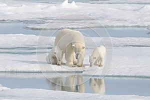 Wild polar bear Ursus maritimus mother and cub on the pack ice