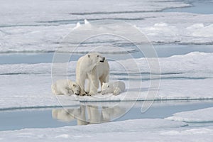 Wild polar bear Ursus maritimus mother and cub on the pack ice