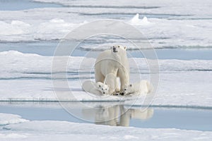 Wild polar bear Ursus maritimus mother and cub on the pack ice