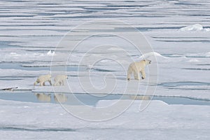 Wild polar bear Ursus maritimus mother and cub on the pack ice