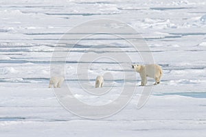 Wild polar bear Ursus maritimus mother and cub on the pack ice