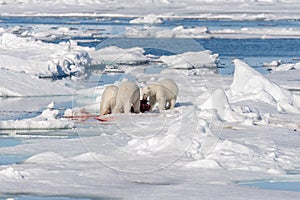 Wild polar bear Ursus maritimus mother and two young cubs on the pack ice, north of Svalbard Arctic Norway