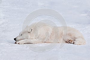Wild polar wolf is sleeping on white snow. Arctic wolf or white wolf. Animals in wildlife.