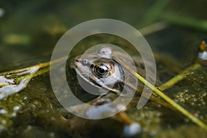 Wild pond frog eye close up macro view while resting on water,amphibian animals