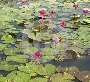 Divoký rybník lotosy 