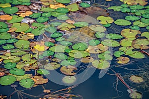 Wild pond surface overgrown with fringed water lily Nymphoides peltata natural background