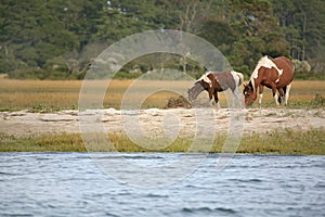 Wild ponies