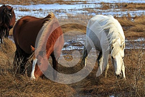 Wild Ponies