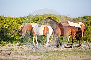 Wild ponies at Assateague Island National Seashore, MD