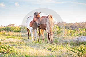 Wild ponies at Assateague Island National Seashore, MD