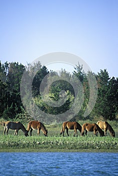 Wild ponies, Beauford, SC of Spanish lineage