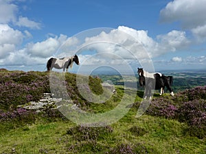 Wild ponies on the Black Mountain in Wales
