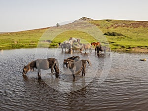 Wild ponies drinking water in the late afternoon on Dartmoor, Devon, UK