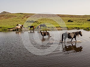 Wild ponies drinking water in the late afternoon on Dartmoor, Devon, UK