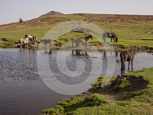 Wild ponies drinking water in the late afternoon on Dartmoor, Devon, UK