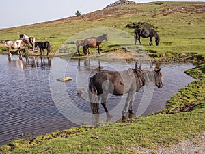 Wild ponies drinking water in the late afternoon on Dartmoor, Devon, UK