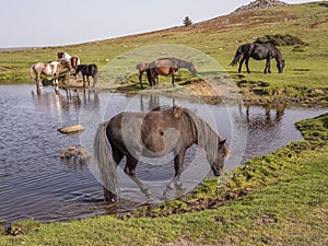 Wild ponies drinking water in the late afternoon on Dartmoor, Devon, UK