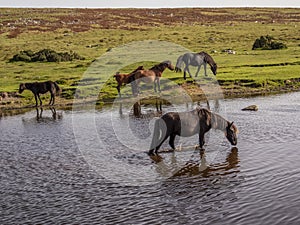 Wild ponies drinking water in the late afternoon on Dartmoor, Devon, UK