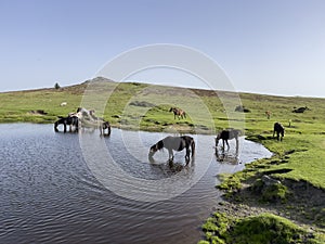 Wild ponies drinking water in the late afternoon on Dartmoor, Devon, UK