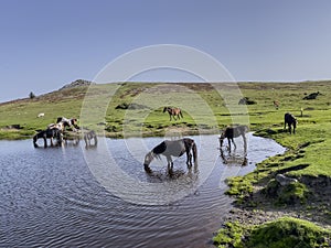 Wild ponies drinking water in the late afternoon on Dartmoor, Devon, UK